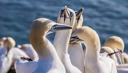 开云-安托万·格列兹曼算不算马竞的传奇？